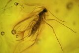 Unidentified Fossil Insect In Baltic Amber #45171-1